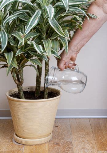 Plantas Para Dentro Da Casa Quais As Ideais Facilita