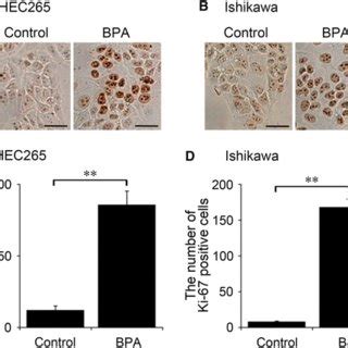 Bpa Increases Cell Viability In Endometrial Cancer Cells Hec A