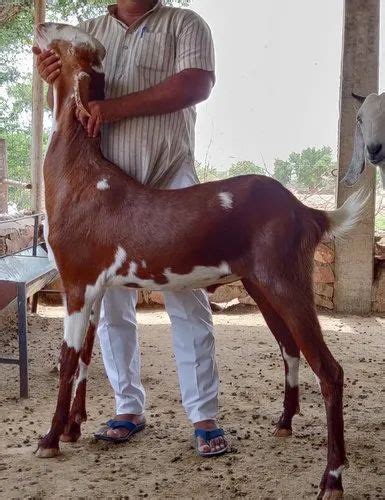 Year White Sojat Male Goat At Rs Kilogram In Jodhpur Id