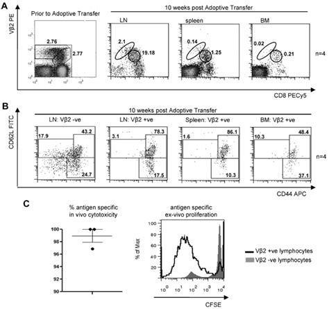 Wt1 Specific Memory Phenotype T Cells Display Antigen Specific Effector