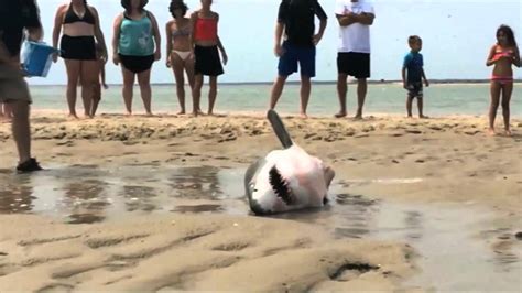 Beach Goers Help Stranded Great White Shark Youtube