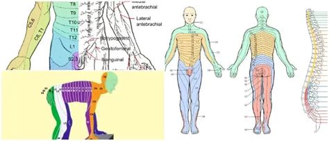 Dermatomas Definición Función Tipos Cantidad Y Ubicación