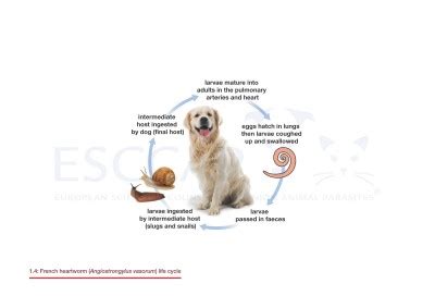 Dirofilaria Immitis Life Cycle