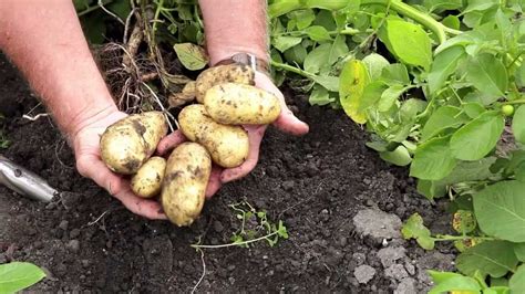 Comment Faire Pousser Des Pommes De Terre Jardin De Grand Meres