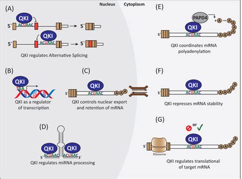 The Quaking Rnabinding Proteins As Regulators Of Cell Differentiation