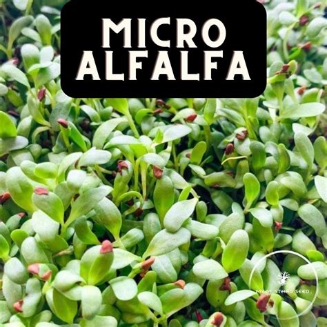 Alfalfa Microgreens My Mustard Seed Wellness Products