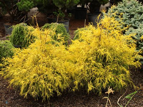 Buy Chamaecyparis Pisifera Golden Mop Sawara False Cypress Conifer Kingdom