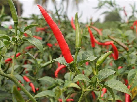 Hot Pepper Red Thunder F1 Alliance Seeds