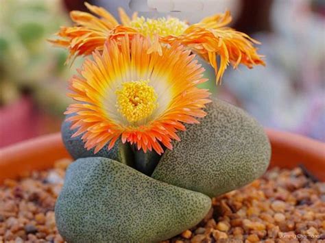 9 Gorgeous Pleiospilos nelii Varieties | Balcony Garden Web