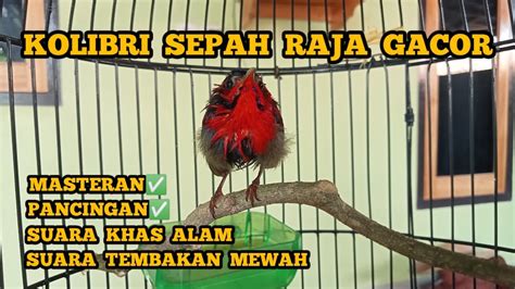 Burung Kolibri Sepah Raja Gacor Tembakan Mewah Penghobi Burung