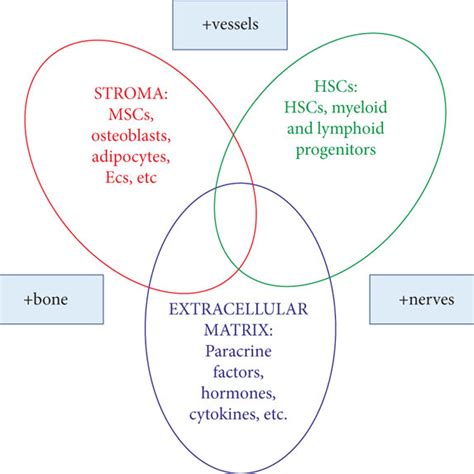 Preparation Of An Artificial Hematopoietic Stem Cell Hsc Niche