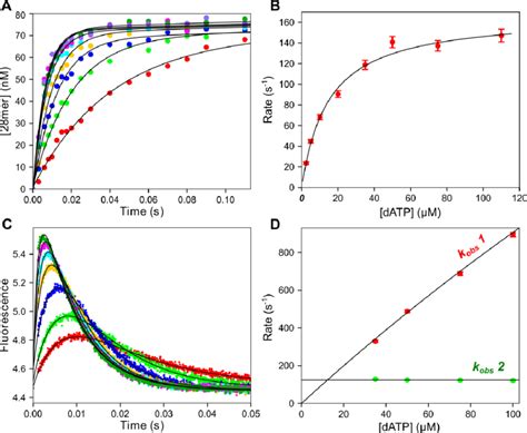 Kinetics Of DATP Incorporation A Quench Flow Pre Steady State Burst