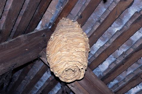 260+ Wasp Nest In Attic Stock Photos, Pictures & Royalty-Free Images - iStock