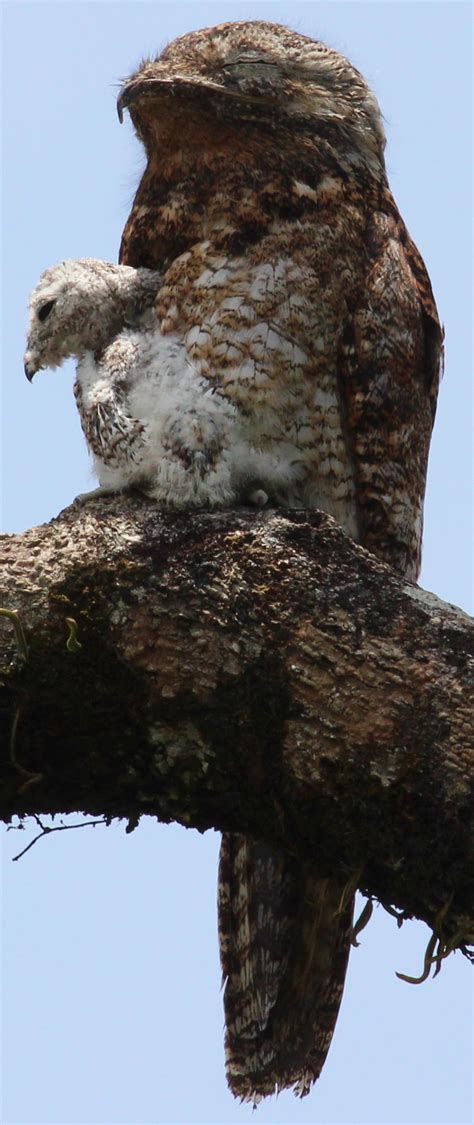 Image - Great Potoo with chick.png | All Birds Wiki | FANDOM powered by ...