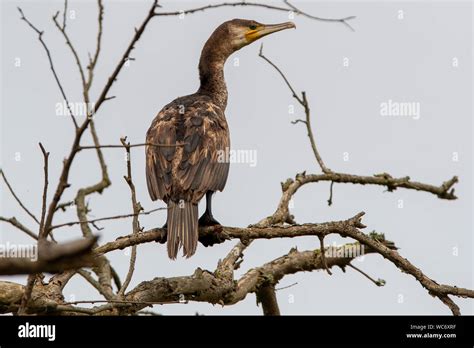 Juvenile Great Cormorant Hi Res Stock Photography And Images Alamy