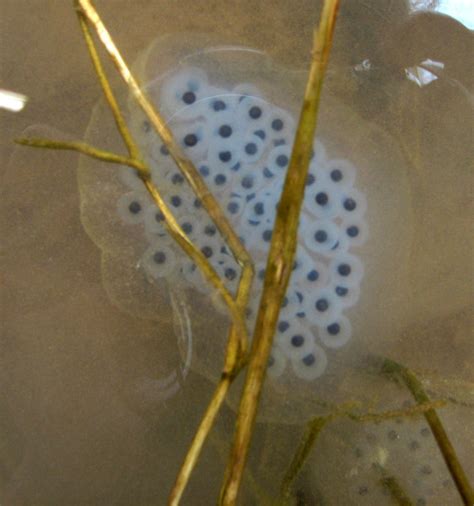 Vernal Pool Salamanders