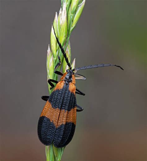 Net Winged Beetle Macro Close Up Critiques Nature Photographers Network