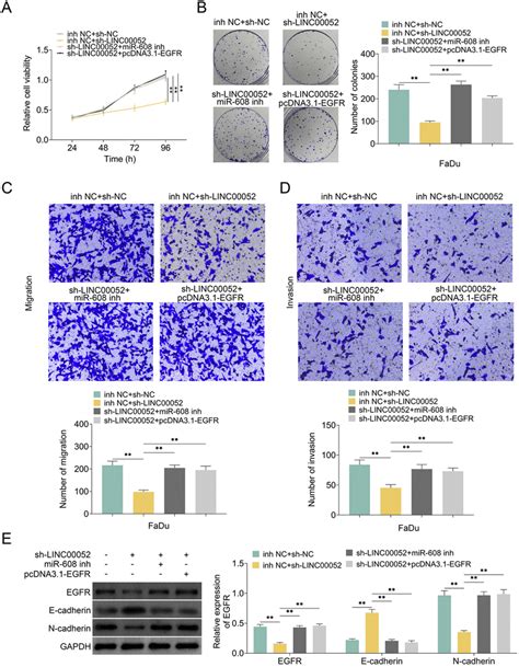 Linc00052 Promoted Hnscc Cell Proliferation Migration And Invasion