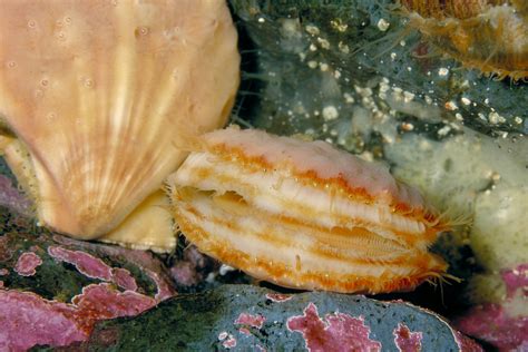 The Difference Between A Scallop And A Clam