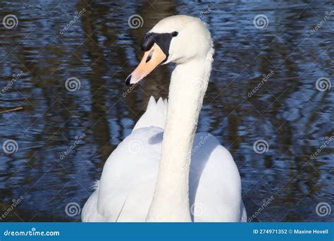 Cisne Mudo En Un Lago Azul Foto De Archivo Imagen De Waterbird