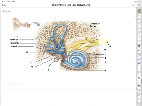 Cochlea Diagram | Quizlet