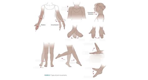 Types Of Joint Movements Diagram Quizlet