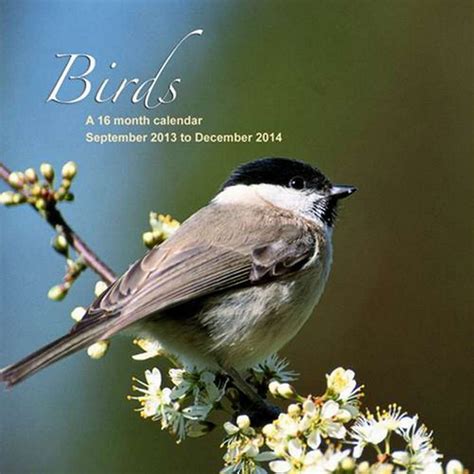 Birds 2014 Wall Calendar Magnum Calendars 9781617913099 Amazon