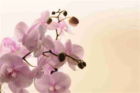 Orchidea Senza Foglie Quandosipianta It