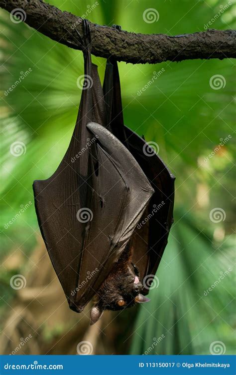 Malayan flying fox stock image. Image of mammal, forest - 113150017