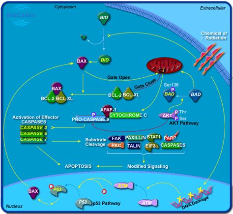 World Of Biochemistry Blog About Biochemistry Metabolic Map About