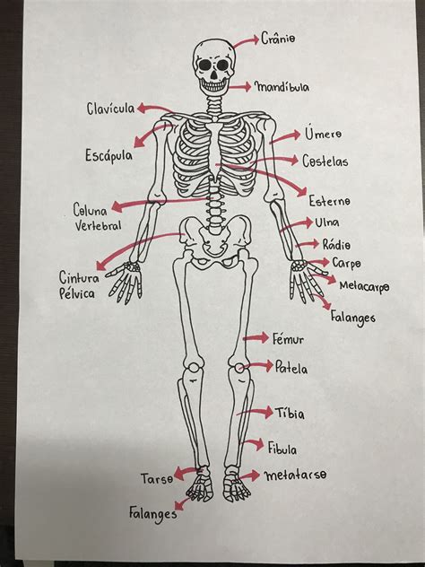 Sistema Esquel Tico Sustenta O Corpo Protege Os Rg Os Internos E