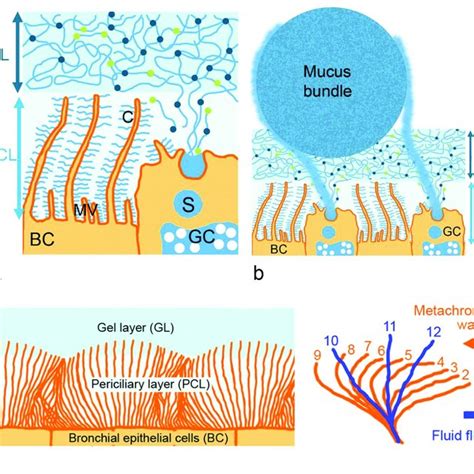 Respiratory Mucus Is Arranged In Periciliary PCL And Gel Layer GL