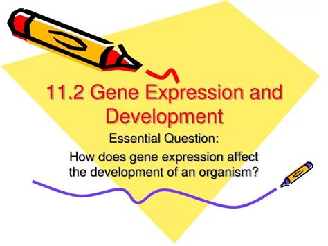 PPT - 11.2 Gene Expression and Development PowerPoint Presentation ...