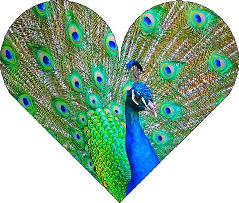 Peacock Heart Stickers By Monicavercillo Redbubble