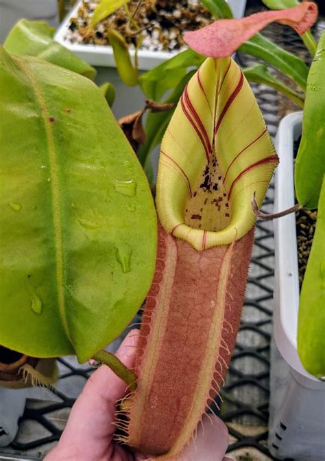 Nepenthes Veitchii Pink In Our Lowland Greenhouse We Have Found This Form To Vastly Prefer