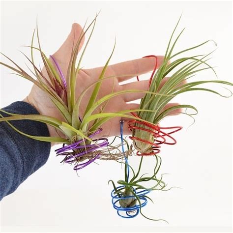 DIY Hanging Air Plants ⋆ Dream a Little Bigger