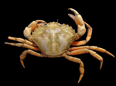 European Green Crab – Invasive Species Centre