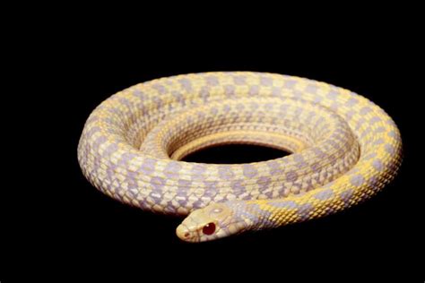 Garter Snake Morphs Discover 11 Types 2023