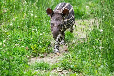 Premium Photo | Baby of the endangered south american tapir