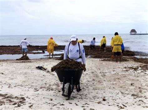 Canc N Isla Mujeres Presenta At Pico Recale De Sargazo