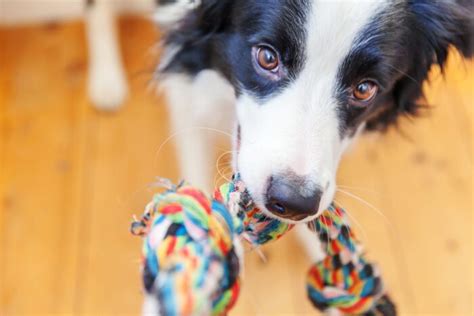 √完了しました！ 犬 食欲がない 寝てばかり 227384 犬 食欲がない 寝てばかり