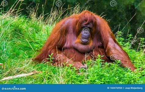 Portrait Of A Bornean Orangutan Sitting In The Grass Critically