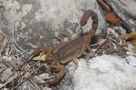 Alacrán yucateco Arácnidos de la Peninsula de Yucatán iNaturalist