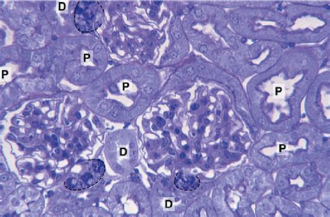 Sistema Urinário Histologia Interativa