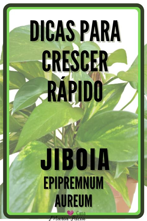 Como cuidar Melhor da sua Jiboia para um crescimento rápido Plantas