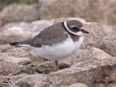 Bob Hazell On Twitter Today S Sightings STWDraycote Common Scoter