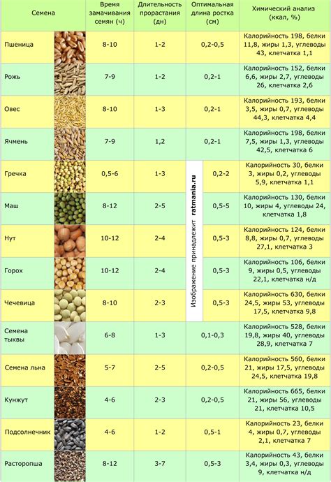 Сроки Посева Кориандра – Telegraph