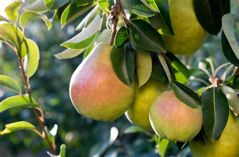 New Canadian pear varieties are fire blight tolerant - Good Fruit Grower