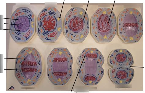 Mitosis Model Diagram Quizlet