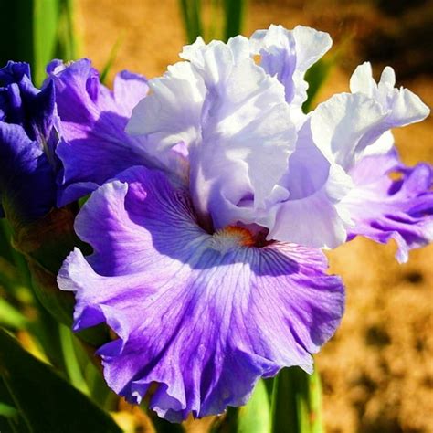 Iris Bulbs Bulk Iris Bulbs Iris Rhizomes For Planting Iris Plants For Sale Iris Plants Live